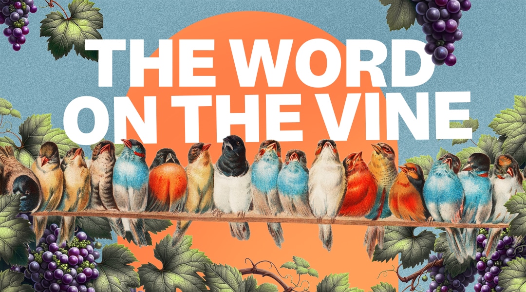 Colourful birds sitting on a branch amongst grapevines with words "the word on the vine"